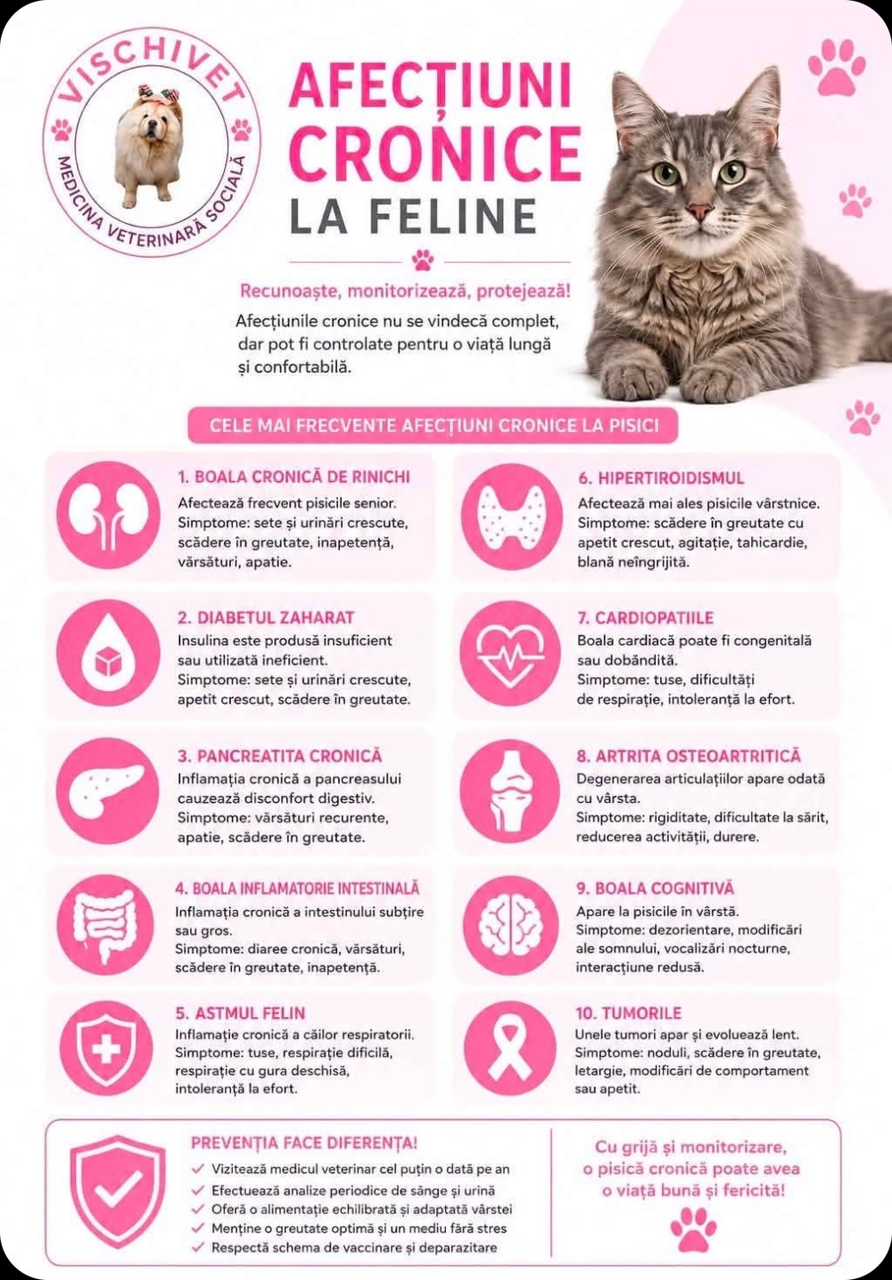 Afecțiuni cronice la feline